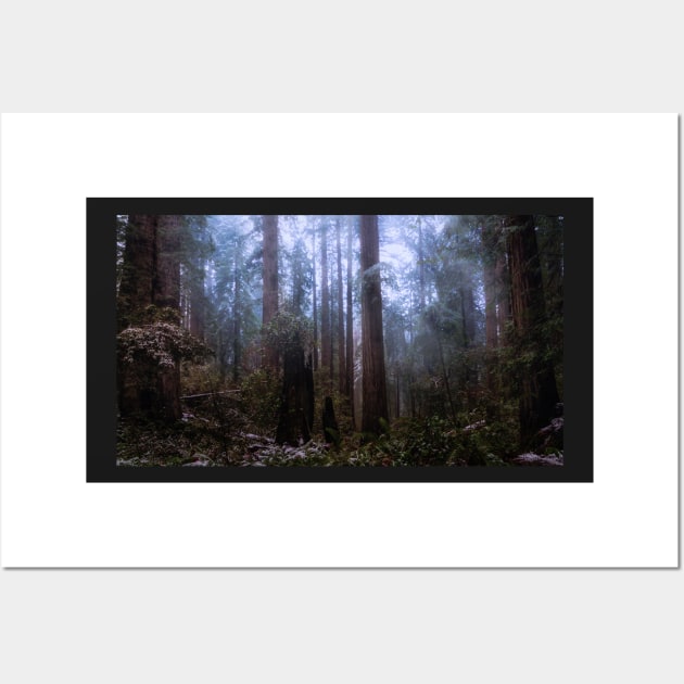 Snow in the Redwood Forest Wall Art by JeffreySchwartz